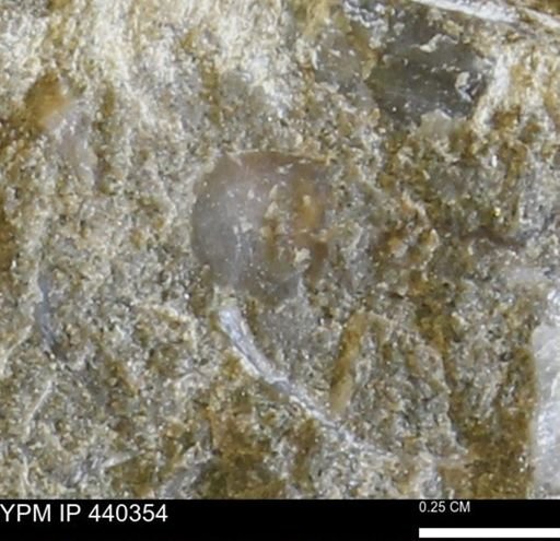 undet. Bivalvia