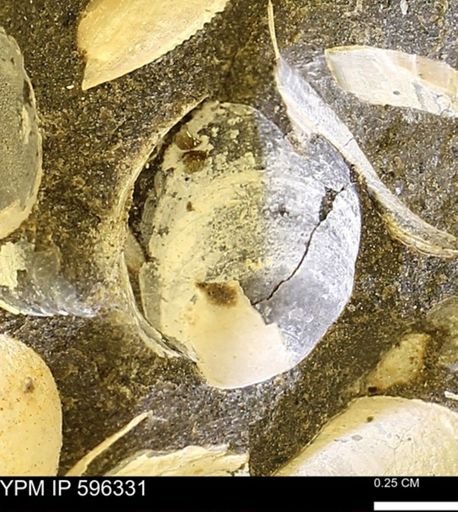 Limopsis striatopunctatus