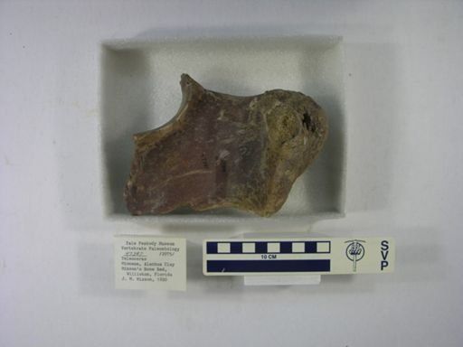 Teleoceras sp.