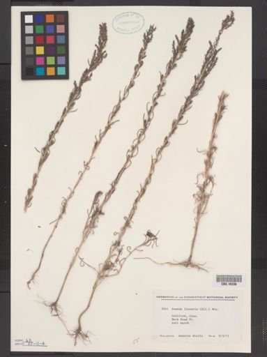 Suaeda linearis