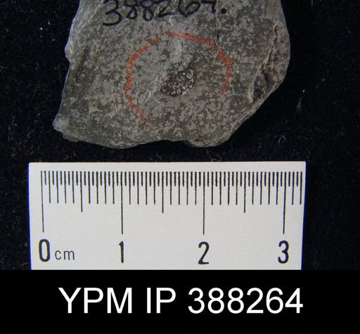 Orbiculoidea missouriensis