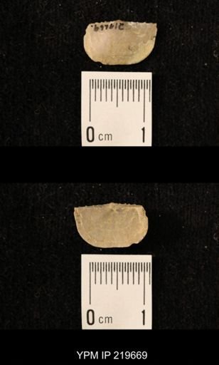 Chonetes granulifer