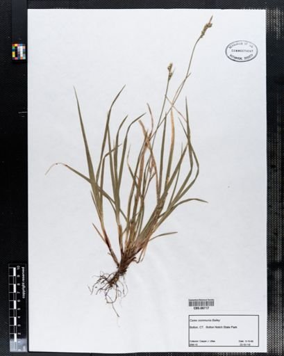 Carex communis