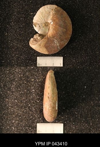 Hoploscaphites nicolletii
