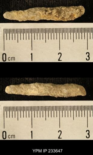 Archaeocidaris sp.