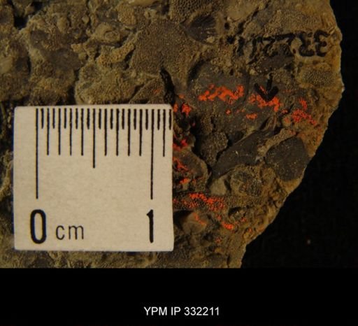 Ceraurus pleurexanthemus