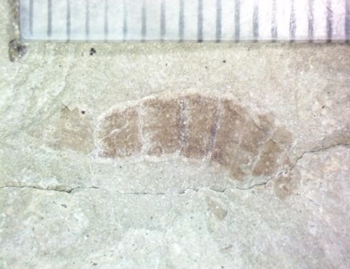 Annelida?