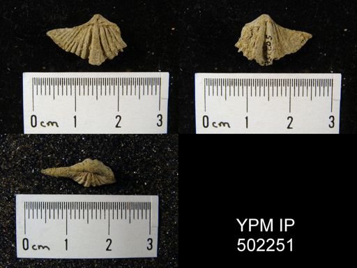 Spiriferina kentuckiensis