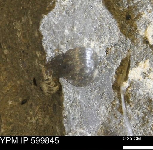 Protocardia subquadrata