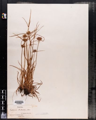 Cyperus filicinus