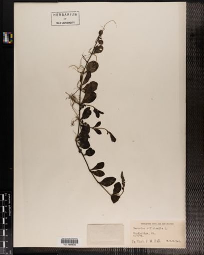 Plantae