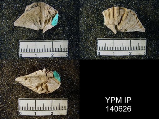 Spiriferina (Punctospirifer) sp.