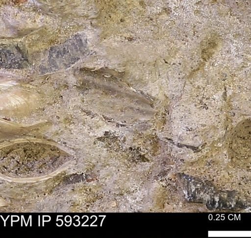 undet. Mollusca