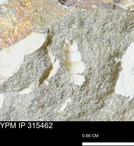 undet. Gastropoda