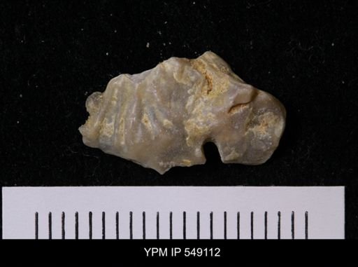 undet. Anomiidae