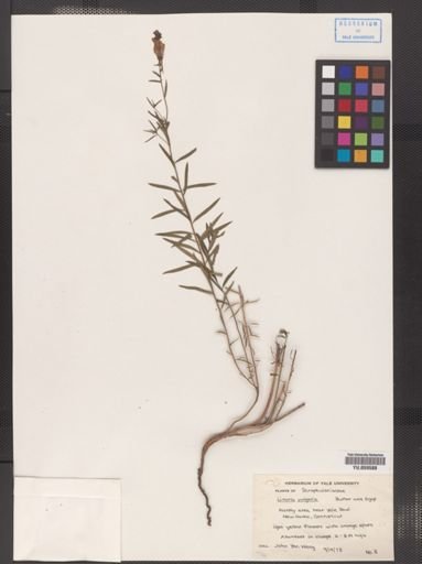 Linaria vulgaris
