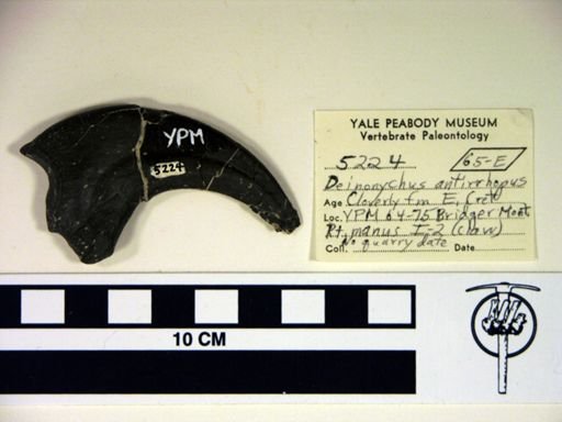 Deinonychus antirrhopus