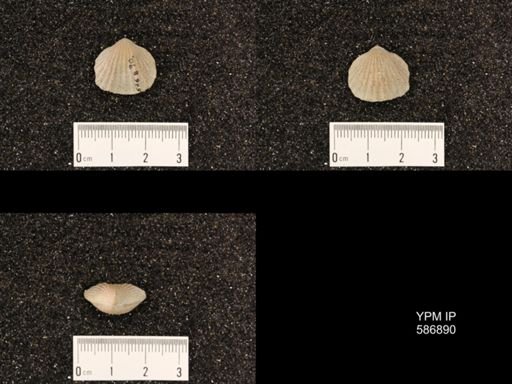 Rhynchotrema capax