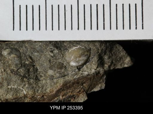 Protocardia sp.