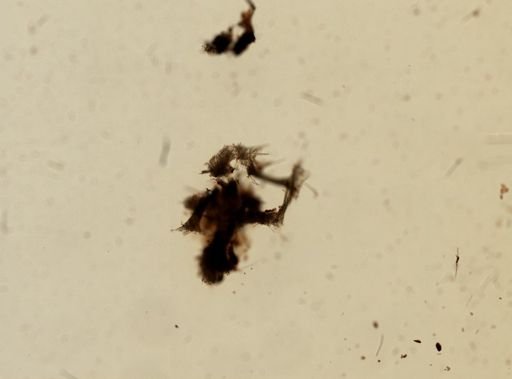 Iotrochota birotulata