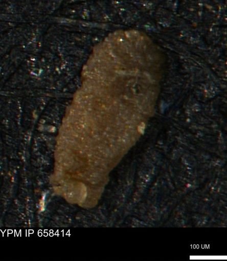 undet. Foraminiferida