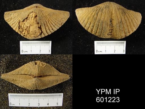 Acrospirifer intermedius