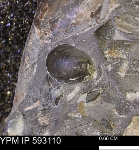 undet. Mollusca