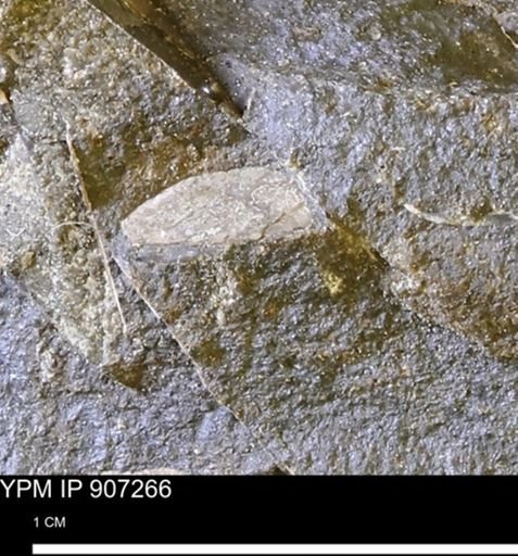 undet. Mollusca