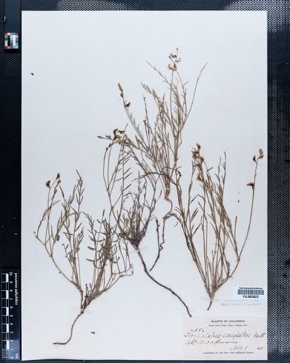 Astragalus