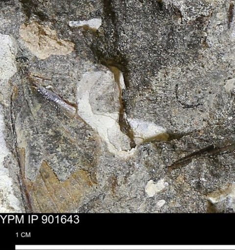 undet. Mollusca