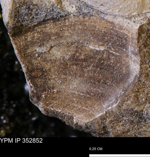 undet. Bivalvia
