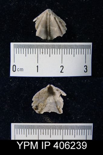 undet. Rhynchonellida
