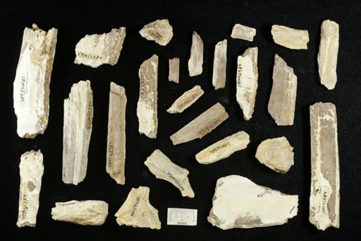 undet. Ichthyodectidae