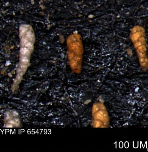 Verneuilinoides kansasensis
