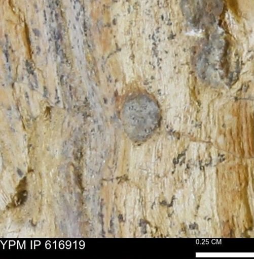 Teredo sp.
