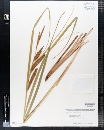 Carex retrorsa