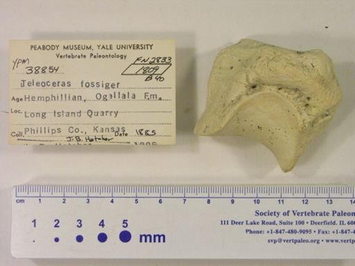 Teleoceras fossiger
