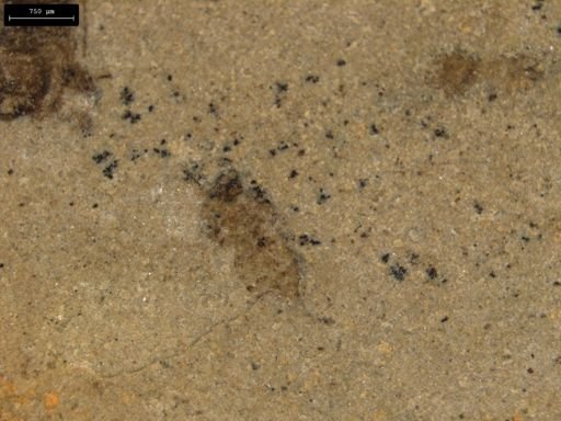 taxon undetermined
