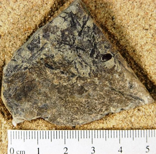 Angiospermopsida