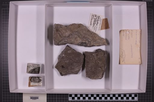 mixed taxa, stratigraphic collection
