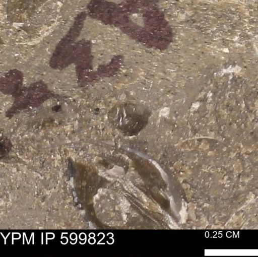 Protocardia subquadrata
