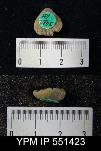Rhynchonella sp.