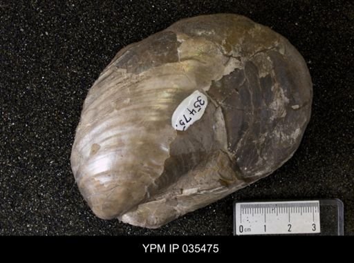 Inoceramus barabini