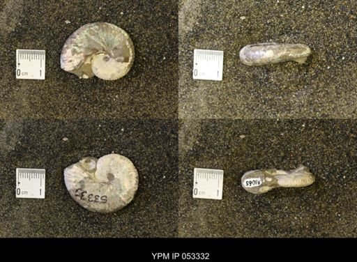 Discoscaphites conradi