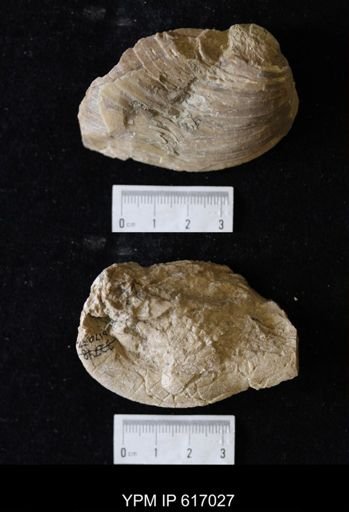 Proparreysia sp.