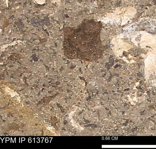 Scaphites sp.