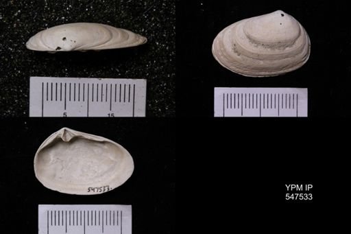 Ceronia arctata