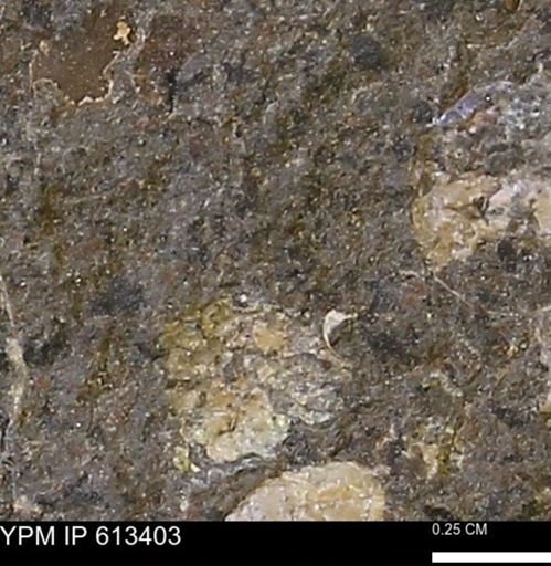 Scaphites sp.