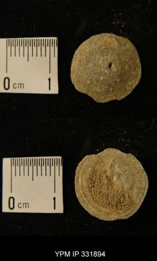 Prasopora sp.
