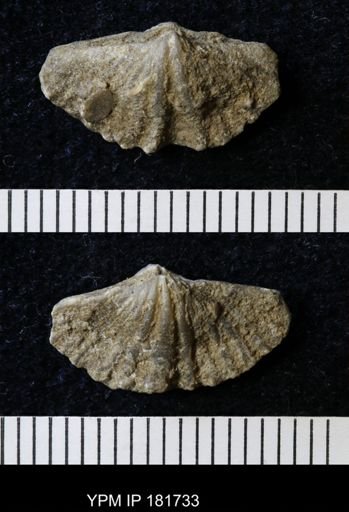 Brachythyrina?